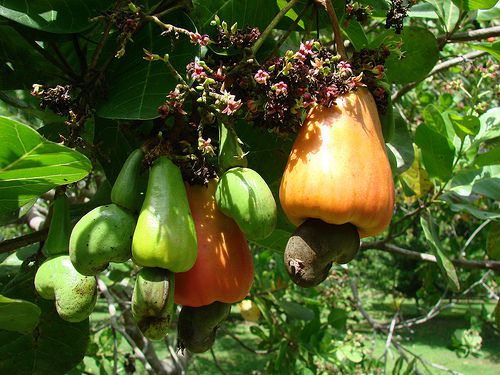 Togo: La production de l’anacarde a progressé de 112% entre 2016 et 2022
