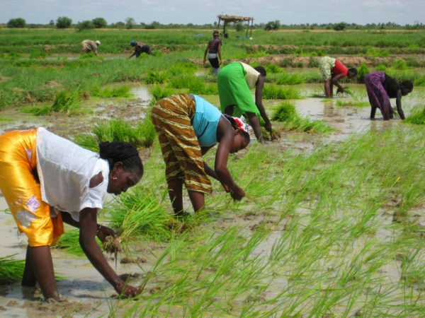 Production agricole au Togo: le gouvernement mise sur des projets à forts impact
