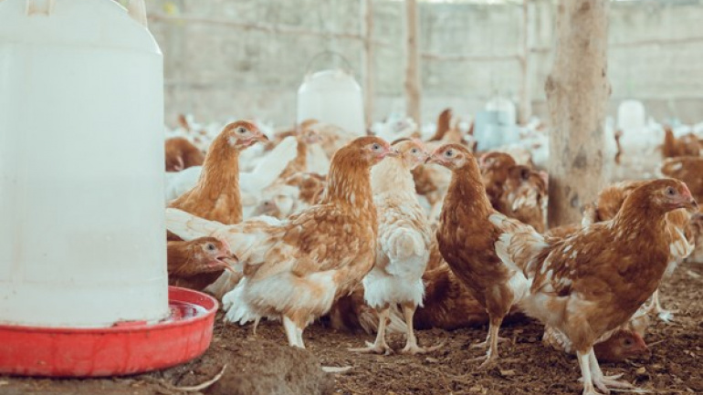 Togo / Production animale : Le pays sur une avancée louable et significative