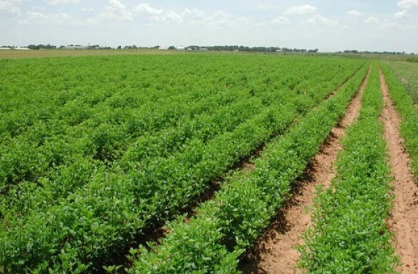 Togo : Agrople de Kara contribue à la transformation structurelle de l’économie du pays