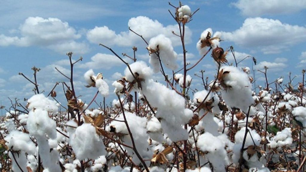 Campagne Cotonnière 2024-2025 : Des Perspectives Prometteuses pour les Producteurs