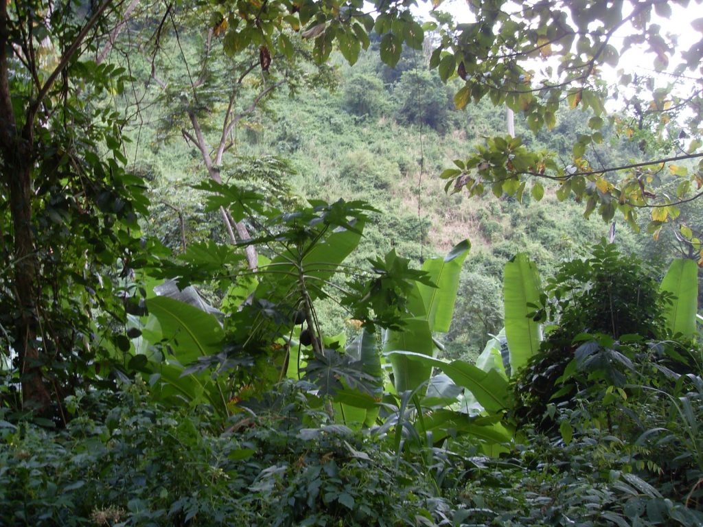 Validation du manuel de gestion de la forêt sacrée d’Awatsé à Afagnan