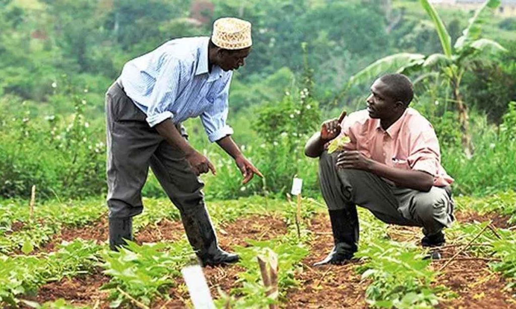 L’agriculture togolaise : moteur de croissance inclusive, malgré des défis persistants