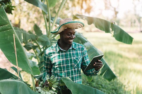 Une décennie d’actions agricoles pour préparer la relève au Togo