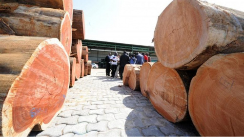Togo : Une course contre la montre pour sécuriser la filière bois