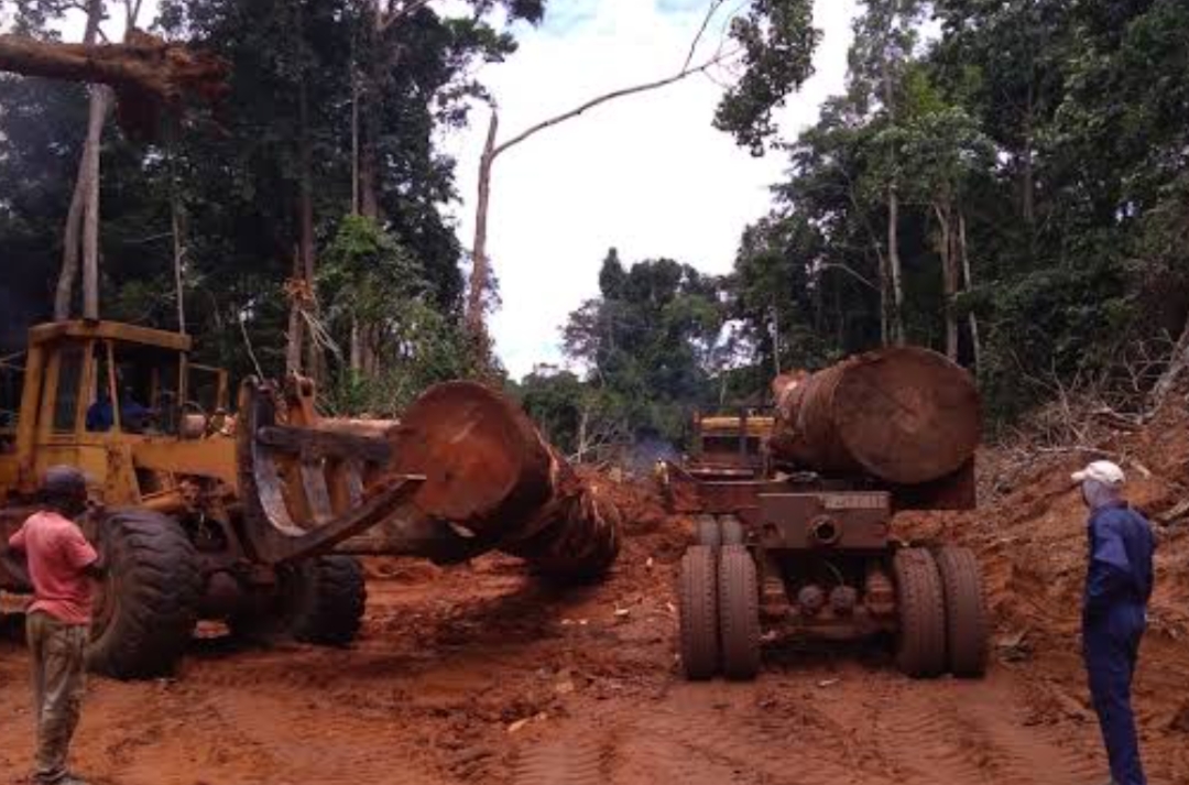 Togo : Le Professeur Dodzi Kokoroko instaure une Inspection Générale pour sécuriser les ressources naturelles