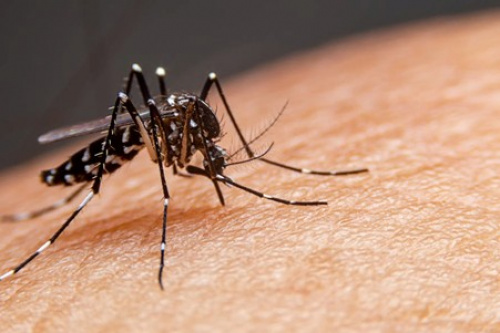 Grand Lomé : le ministère de la santé tire la sonnette d’alarme face à la montée des cas de dengue
