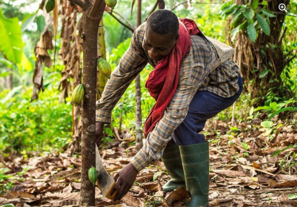 Le secteur primaire togolais renforce son rôle dans la transformation économique