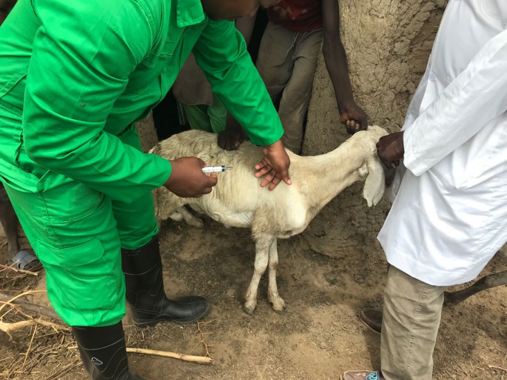 Togo : 12,5 millions d’animaux vaccinés, le pari de la compétence